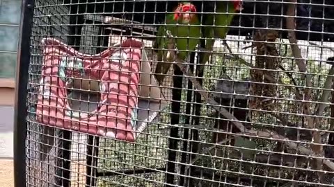 Matrid Conure at Living Coast Discovery Center