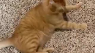 Trending: Kurt Loves Catnip Balls