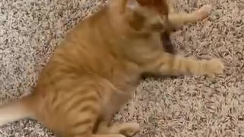 Trending: Kurt Loves Catnip Balls