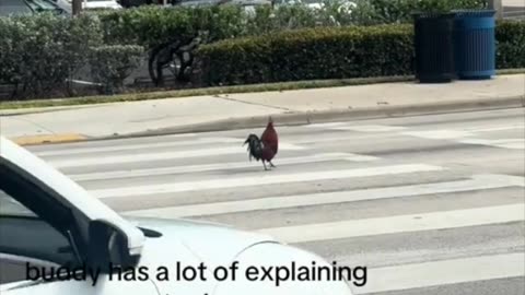 🐓 WHY DID THE CHICKEN CROSS THE ROAD? benjaminrisner32 #FlowMe