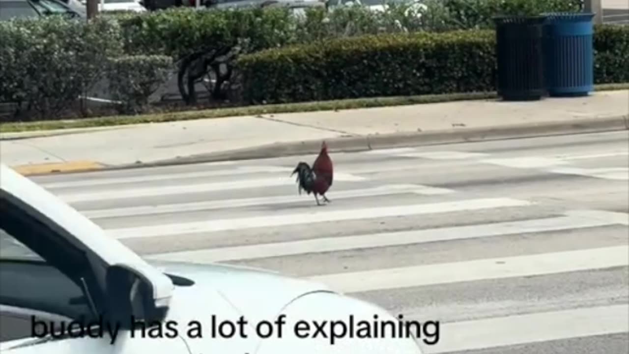 🐓 WHY DID THE CHICKEN CROSS THE ROAD? benjaminrisner32 #FlowMe