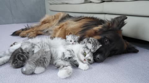 Mom Cat Tells Kittens German Shepherd Is Safe