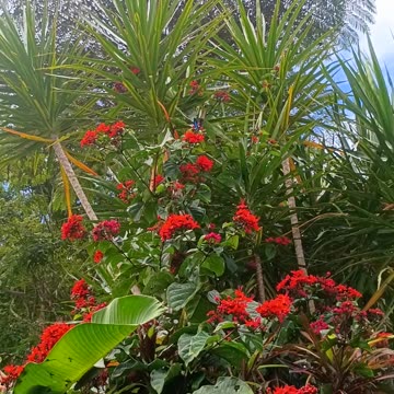 25.7.2025 Ulysses Butterfly