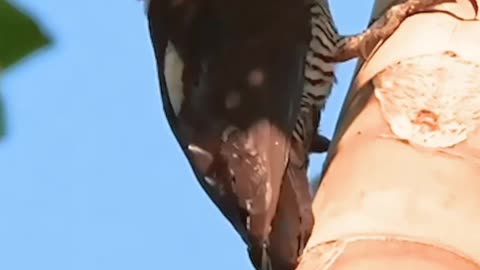 Woodpecker