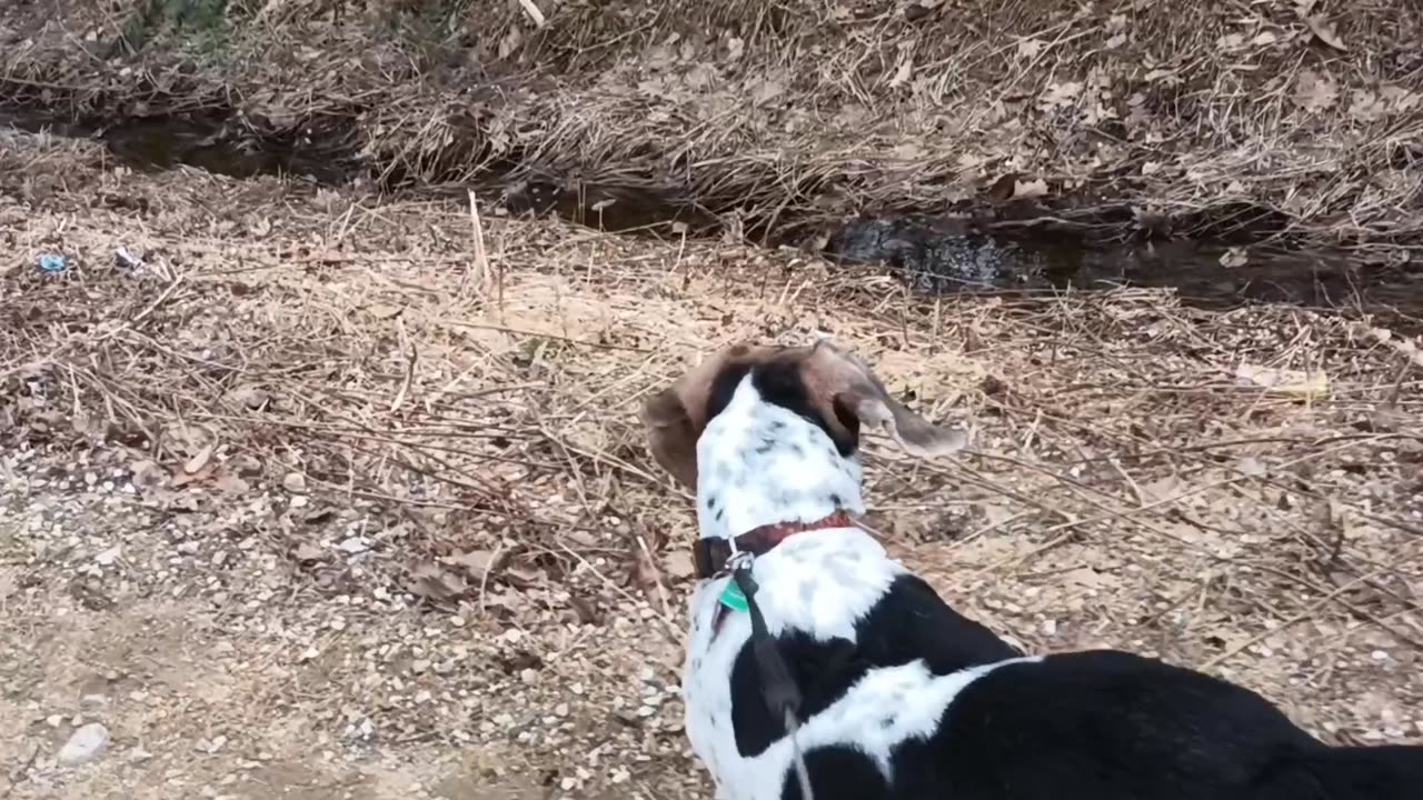 Bandit