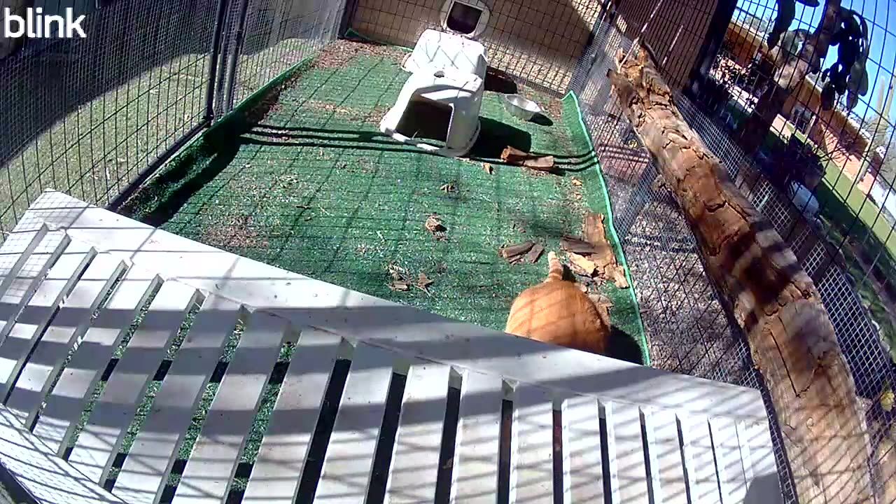 Buddy enjoying the outdoors