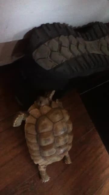 TURTLE CRASHES INTO BLACK SHOE!