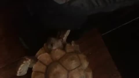 TURTLE CRASHES INTO BLACK SHOE! (Sidescroller Plus)