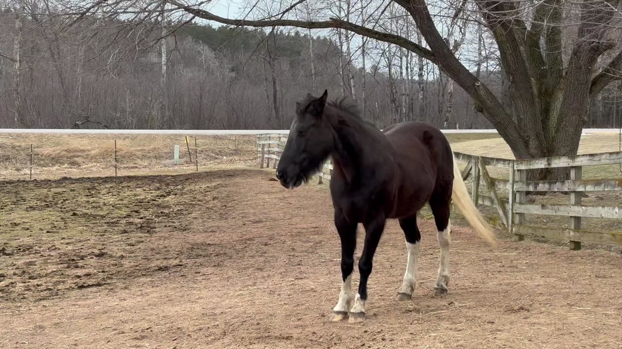 Horses Post brushing