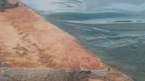 The last crocodile was greeting me.