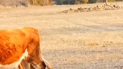 FUNNY COW DANCE 🤣🐮| COW SONG _ COW VIDEOS | DANCING COW | ANIMAL SOUND #shorts