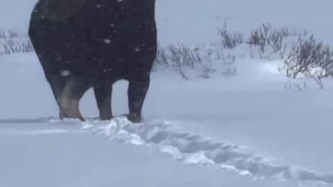 Woe Day 107. I am in the ark. Waiting for GOD to open the Door for a spring/summer Pentecost rapture