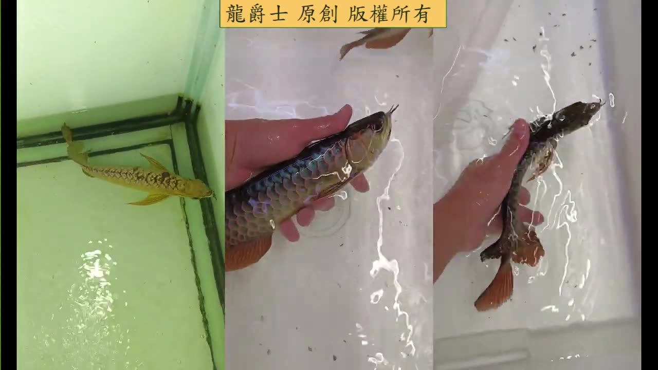 【龍爵士】金盔與藍底