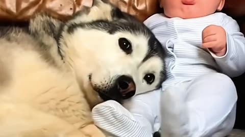 Dog love with babies