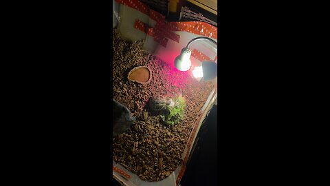 Calcium for the tortoise