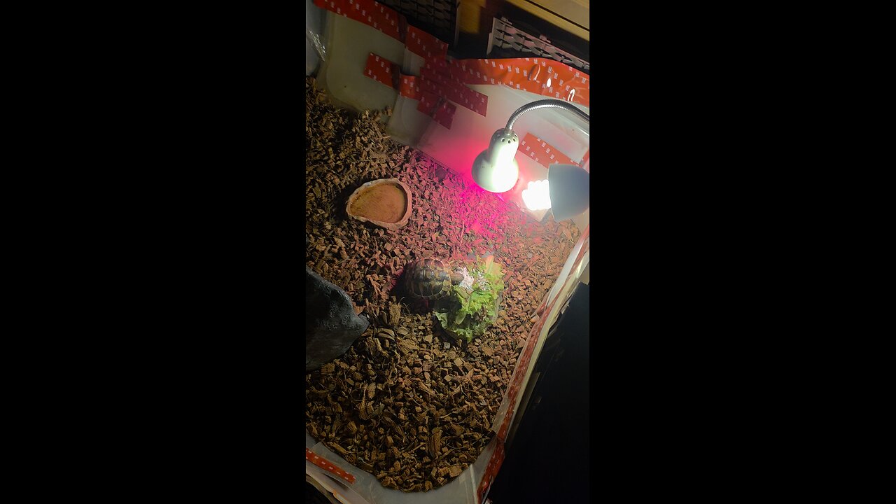 Calcium for the tortoise