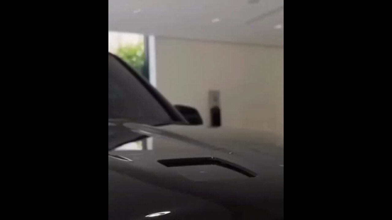 Dog car