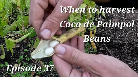 Harvesting Coco de Paimpol Bean. Best stage for harvest