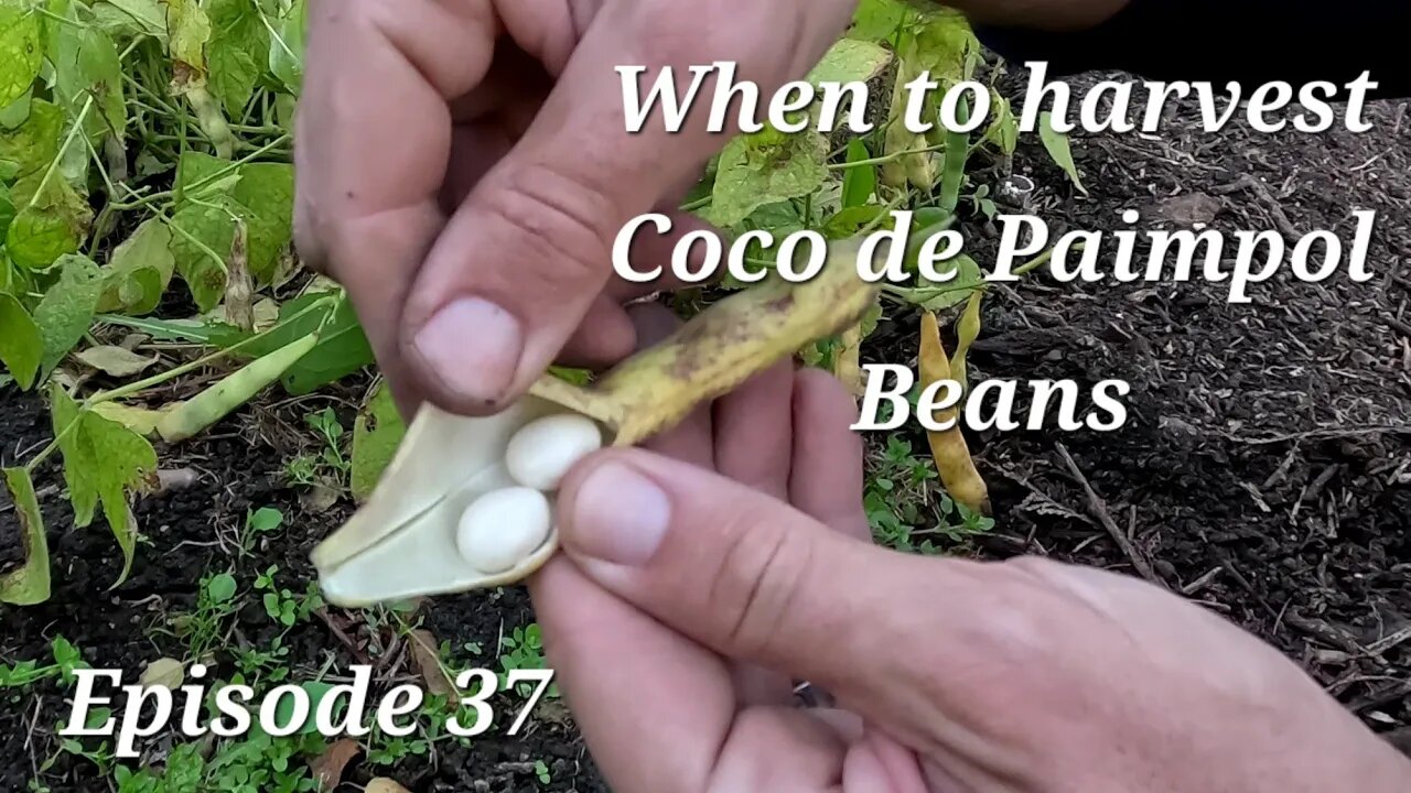 Harvesting Coco de Paimpol Bean. Best stage for harvest