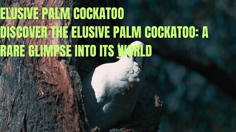 A Closer Look at the Elusive Palm Cockatoo's Habitat