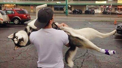 Huskies are the Queens of All Drama! 🤣 Funny Animals Videos