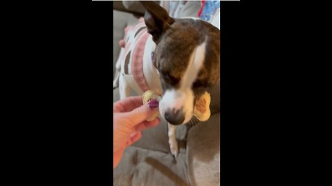 Pork Chomps 4 Princess