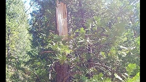 Monster squatch blocks off road and trailhead