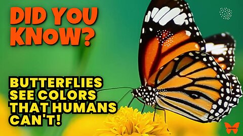 Butterflies See a Secret World – Hidden UV Vision & Wild Facts!