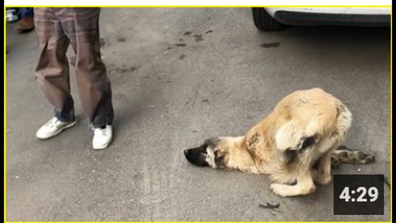 "Man Cries, Collapses on Street Begging for Help - Too Late"