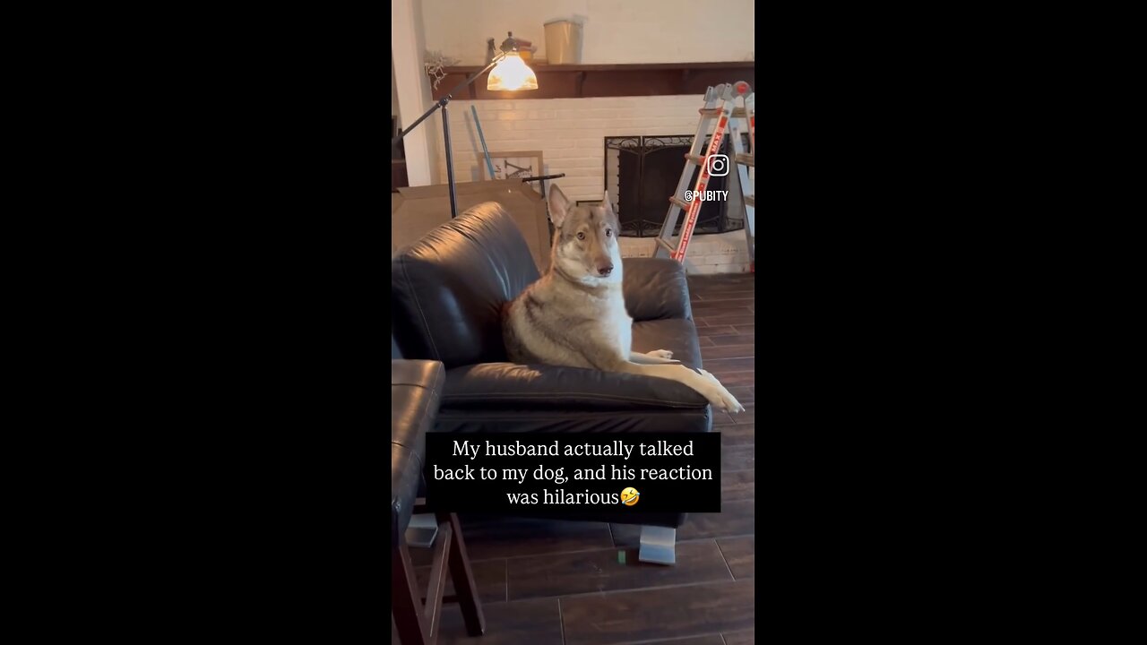 Husband has argument with dog