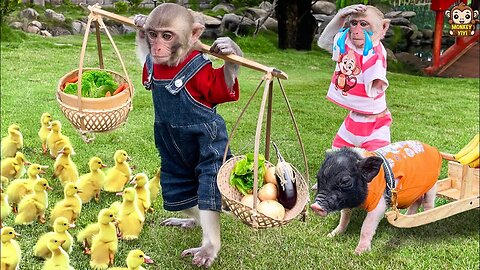 Very touching moments of baby monkey YiYi going to work to buy food for YinYin and friends