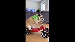 I LITERALLY CAN'T BREATHE: Funniest Dog Videos That Made Me Laugh for 10 MINUTES STRAIGHT