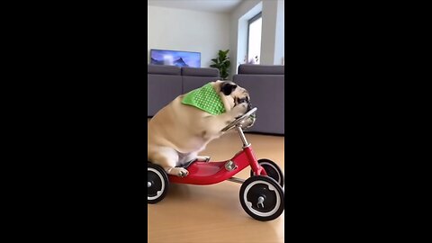 I LITERALLY CAN'T BREATHE: Funniest Dog Videos That Made Me Laugh for 10 MINUTES STRAIGHT