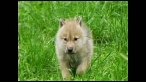 Wolf some