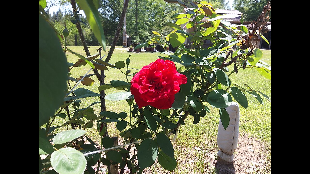 Roses are blooming 4/16/25