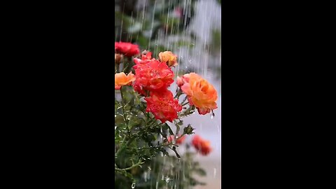 Rain and 🌹