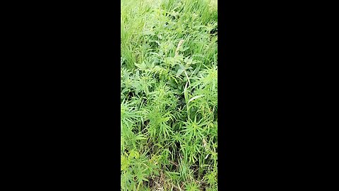 Marijuana In Missouri!