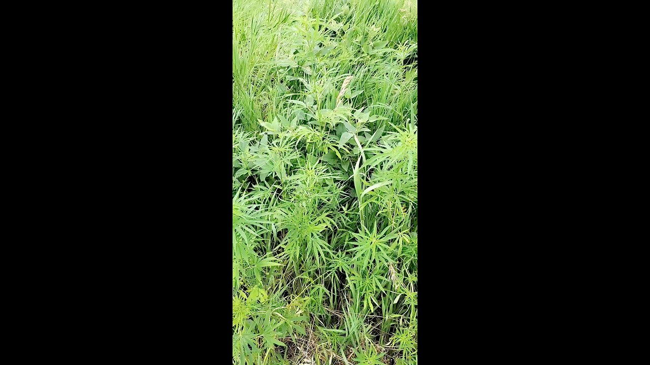 Marijuana In Missouri!