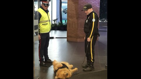 Caught Napping on the Job: K9 Edition” 🐾😴👮‍♂️