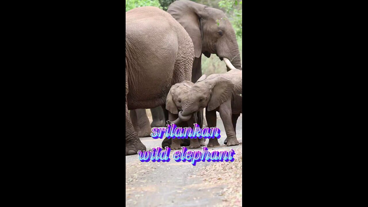 sri lankan wild elephant