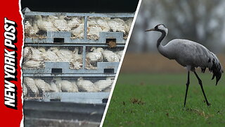 Hundreds of thousands of birds culled in Germany due to devastating bird flu outbreak