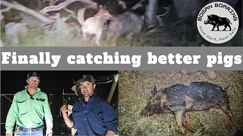 Finally catching better pigs