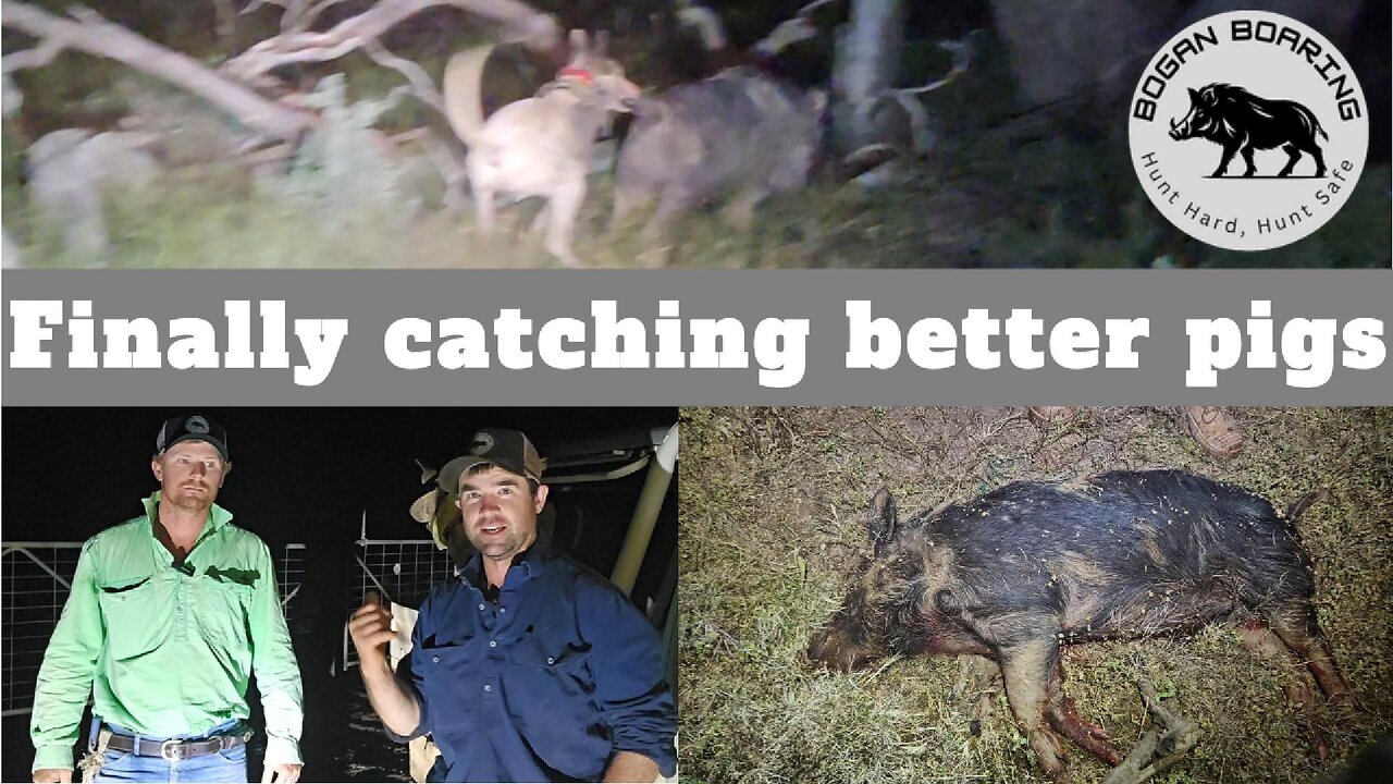 Finally catching better pigs