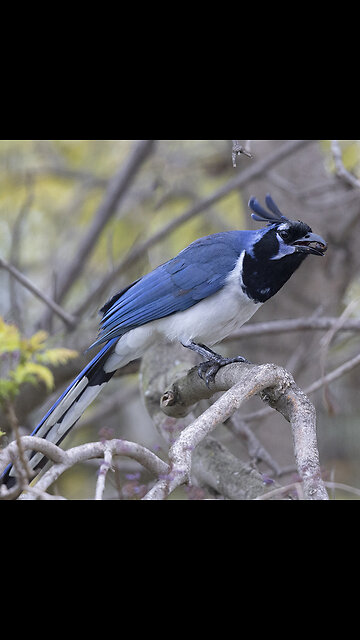 Black Throated Magpie Jay in a Zoo in Hermosillo Sonora Mexico