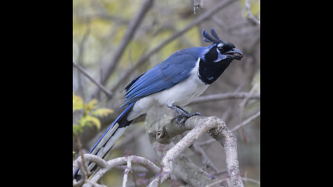 Black Throated Magpie Jay in a Zoo in Hermosillo Sonora Mexico