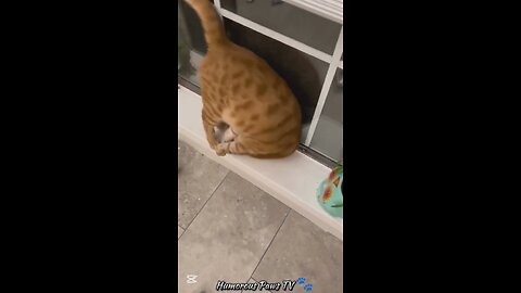 When Pets Think They’re the Main Character!