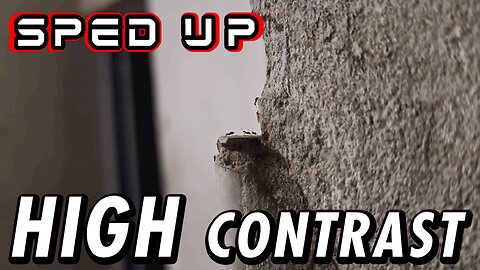 ASMR | A white background view from the "cliff", watching the ants come and go - Sped up