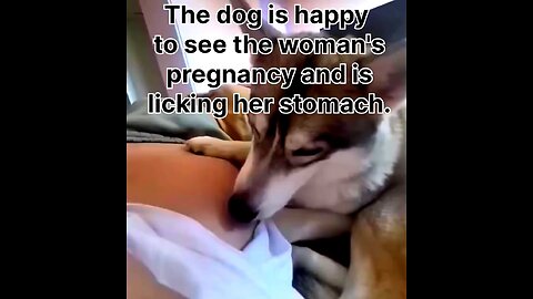 The dog is happy to see the woman's pregnancy and is licking her stomach.