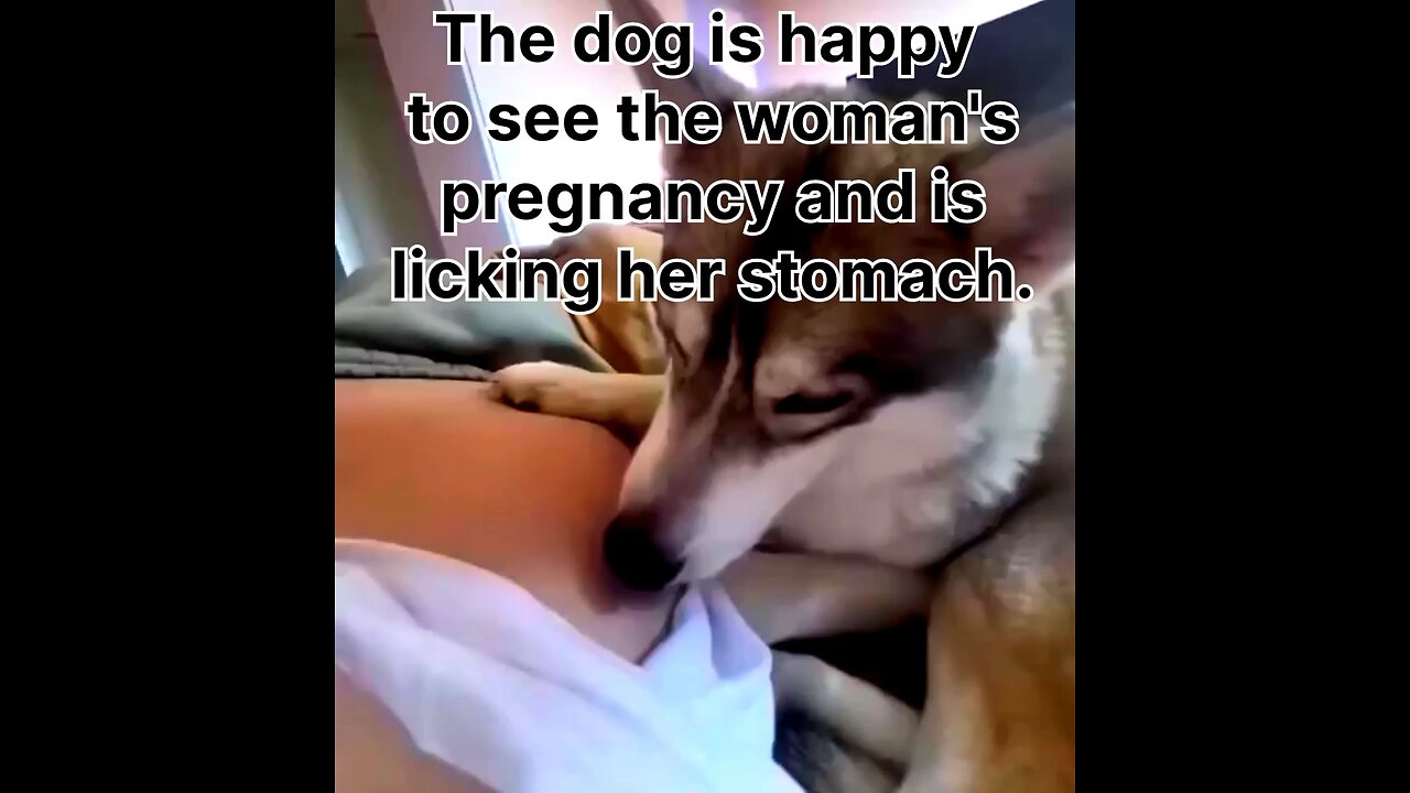 The dog is happy to see the woman's pregnancy and is licking her stomach.