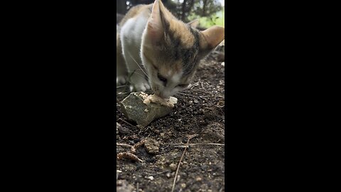 길고양이 육아 일기 #고양이 #cat